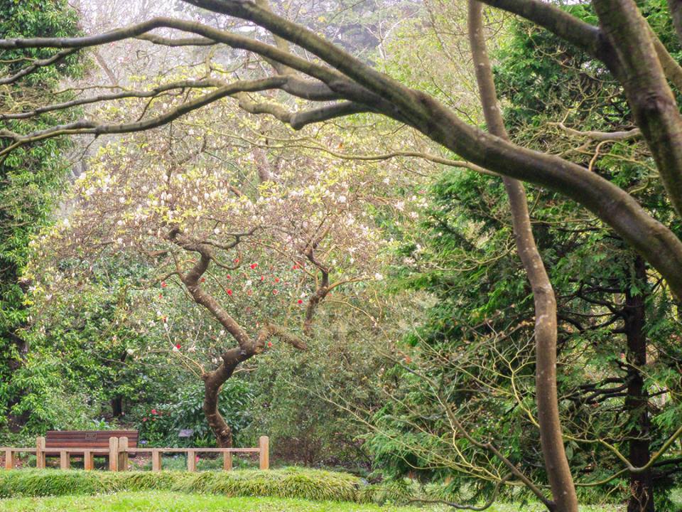 SF Botanical Gardens