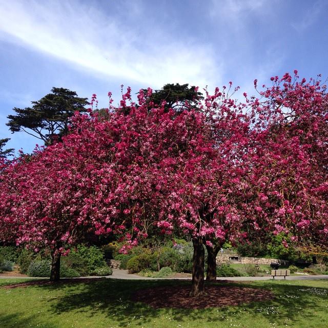 Urban Explorations The Sf Botanical Gardens Trinity Sf