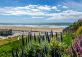 foliage and the beach thumbnail