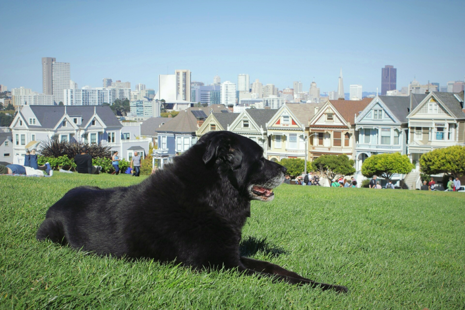 The Painted Ladies - Nob Hill