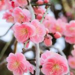 plum blossom